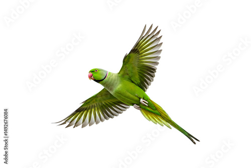 Rose-ringed Parakeet isolated on transparent background, flying green parrot png