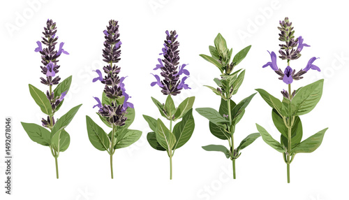 Salvia Officinalis Tricolor, Tricolor Sage isolated, cutout, vector illustration, aromatic herb, herbal garden plant, medicinal foliage, botanical leaves, natural greenery.