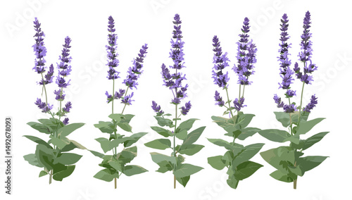 Salvia Officinalis Tricolor collection, Tricolor Sage, vector illustration, garden herbs, aromatic plants, herbal medicine, decorative foliage, natural greenery isolated.