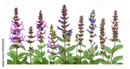 Tricolor Sage, Salvia Officinalis set, isolated png, vector illustration, herbal leaves, aromatic garden plant, medicinal herb, botanical greenery, natural flora design.