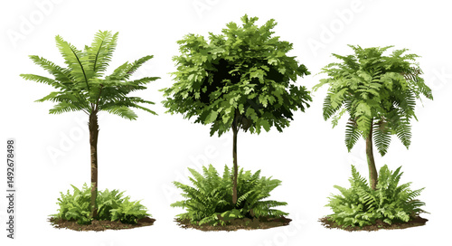 Brush pot tree Cyathea lepifera isolated cutout, Sphaeropteris lepifera tree vector illustration, tropical rainforest plant, fern leaves, exotic forest greenery, botanical nature design.