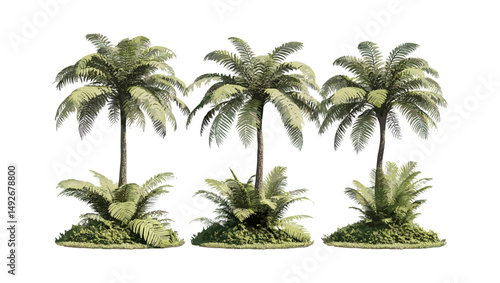 Set of Sphaeropteris lepifera tree, Cyathea lepifera, brush pot tree isolated cutout, vector illustration, tropical fern plant, rainforest foliage, botanical illustration.