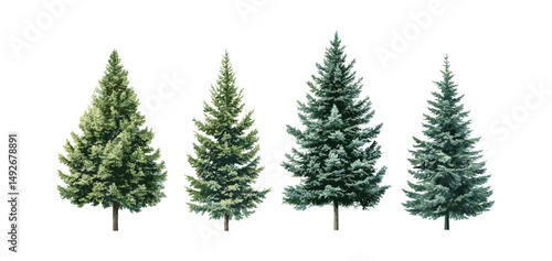 Set of spruce Picea Abies, Colorado blue Pungens fir, evergreen Pinaceae tree isolated, medium and small sizes, vector illustration, conifer forest, botanical design, nature decor.