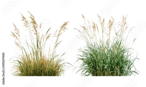 Set of Stipa capillata isolated tree vector illustration, ornamental grass species, prairie plants, natural landscape elements, botanical clipart, eco design.