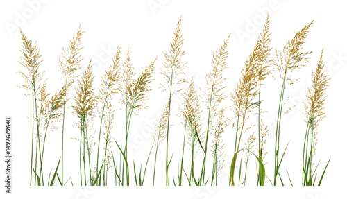 Set of Stipa capillata needle grass cutout, tree isolated, vector illustration, wild grass botanical, meadow plant, dry grass, natural flora, landscape vegetation, herbal plant.
