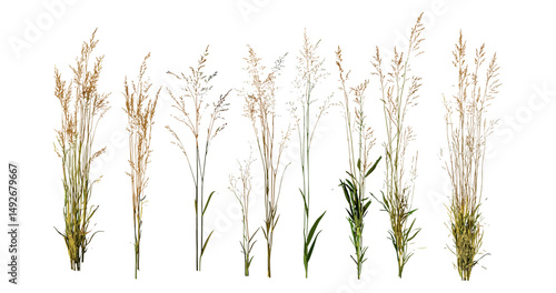 Needle grass Stipa capillata isolated tree, vector illustration, wildflower meadow, prairie grass, dryland vegetation, grassland plant, botanical illustration, natural habitat flora.