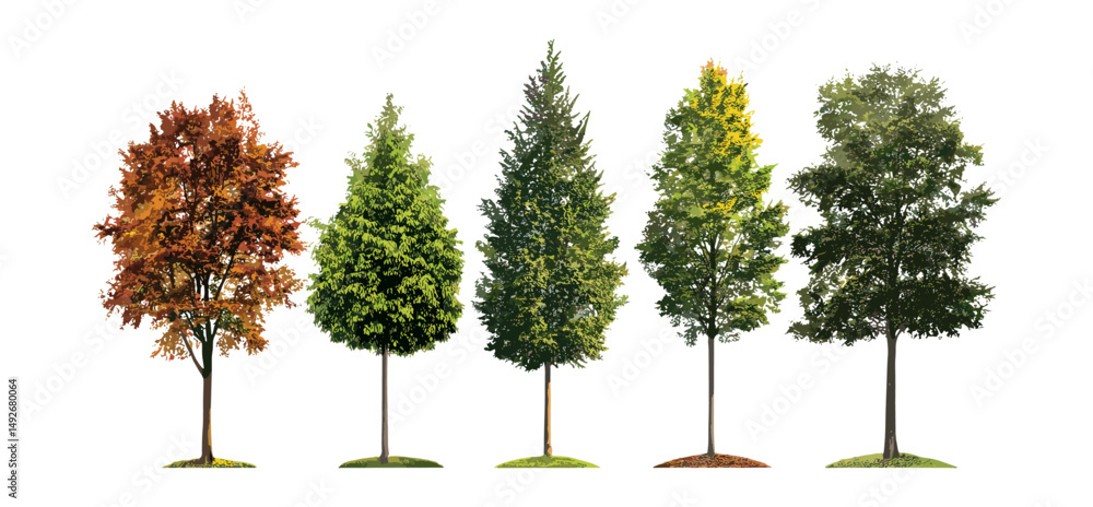 Fototapeta premium Medium street trees collection, summer and autumn season, isolated frontal tree cutout png, natural foliage elements, landscaping graphics, vector illustration.