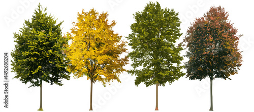 Set of various autumn and summer trees, medium street trees, isolated frontal cutout png, natural forest greenery, landscaping design elements, vector illustration.