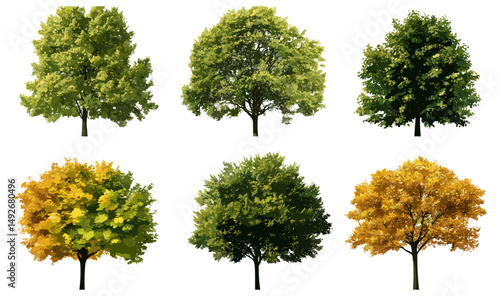 Various autumn and summer trees isolated frontal cutout png, medium street trees set, nature background elements, urban landscaping design, vector illustration.