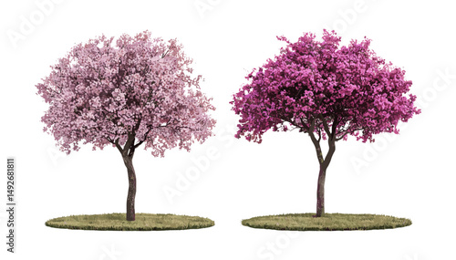 Set of Tamarix gallica and Cercis siliquastrum, urban blossoming trees, front view, landscape tree collection, isolated transparent background, vector illustration, botanical clipart.