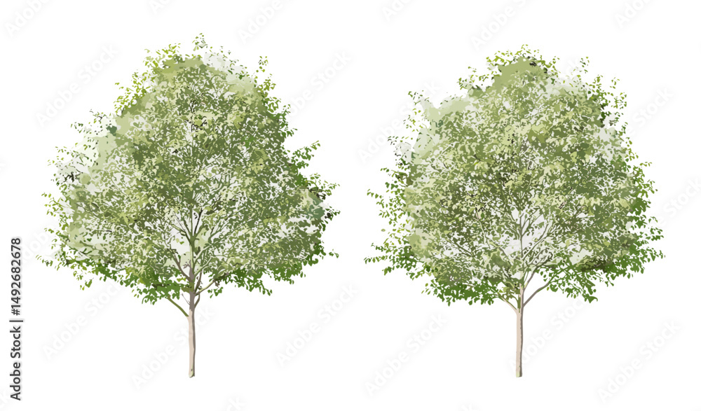 Obraz premium Vector illustration of common lime trees, Tilia x europaea frontal street trees in daylight, isolated cutout, landscape architecture, urban greenery, outdoor environment, park trees.