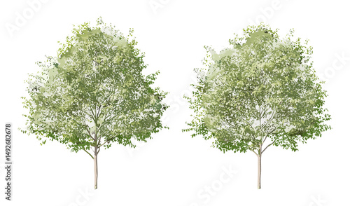 Vector illustration of common lime trees, Tilia x europaea frontal street trees in daylight, isolated cutout, landscape architecture, urban greenery, outdoor environment, park trees.