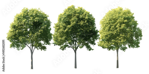 Vector illustration of Tilia x europaea, European lime, common linden street trees isolated in sunny daylight, frontal set, urban landscaping, garden design, nature greenery.