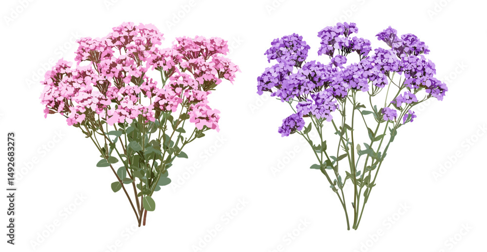 Obraz premium Isolated flowering Verbena bonariensis and Verbena rigida cutout, perennial garden plants, summer flowers, ornamental flowering herbs, natural decor, vector illustration.