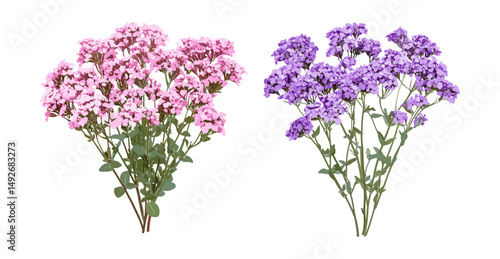 Isolated flowering Verbena bonariensis and Verbena rigida cutout, perennial garden plants, summer flowers, ornamental flowering herbs, natural decor, vector illustration.