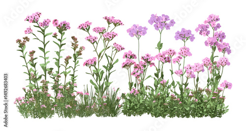 Set of Verbena rigida and Verbena bonariensis flowers frontal isolated cutout, garden plants, perennial flowers, summer bloom, decorative herbs, vector illustration.