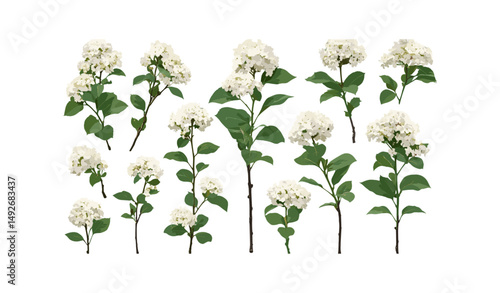 Laurustinus Viburnum tinus flowering shrub isolated frontal tree cutout, evergreen landscape plant, garden hedge, Mediterranean greenery, decorative shrub vector illustration.