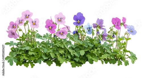 Geranium robertianum and Viola philippica floral cutout, medicinal herbs, wild plants collection, garden flora vector illustration, natural greenery, blooming spring flowers.