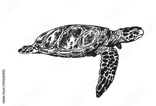 Graphical illustration of Galapagos tortoise on white background , sea habitant 
