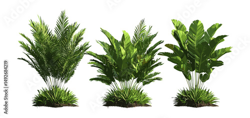 Set of Zamia furfuracea cardboard palm, Mexican cycad, Jamaican sago, frontal isolated cutout tree, vector illustration, tropical plant, ornamental foliage, exotic greenery.