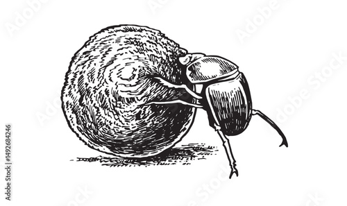 Graphical a dung beetle rolls a ball on white background, vector illustration