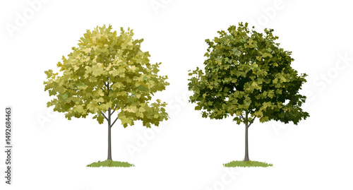 Montpellier maple foliage set, Acer monspessulanum autumn and summer tree leaves, isolated vector illustration, forest maple collection, medium and large leaf cutout, nature png.