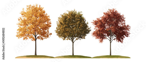 Tatar maple and Hangzhou elm tree set isolated cutout, Ulmus changii, autumn forest, fall foliage, natural plants, botanical collection, vector illustration.