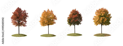 Autumn set of Ulmus changii and Acer tataricum trees isolated cutout, Hangzhou elm, Tatar maple, seasonal foliage, fall nature, forest plants, vector illustration.