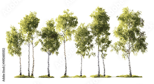 Gold Betula ermanii birch trees, medium big trees isolated cutout on sunny day, vector illustration, forest nature, botanical trees, tree silhouette, seasonal foliage.
