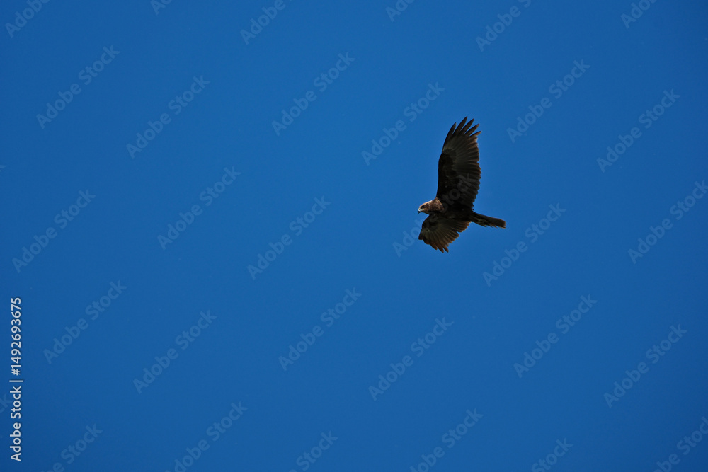 Obraz premium black kite flying in sky, bird in natural conditions