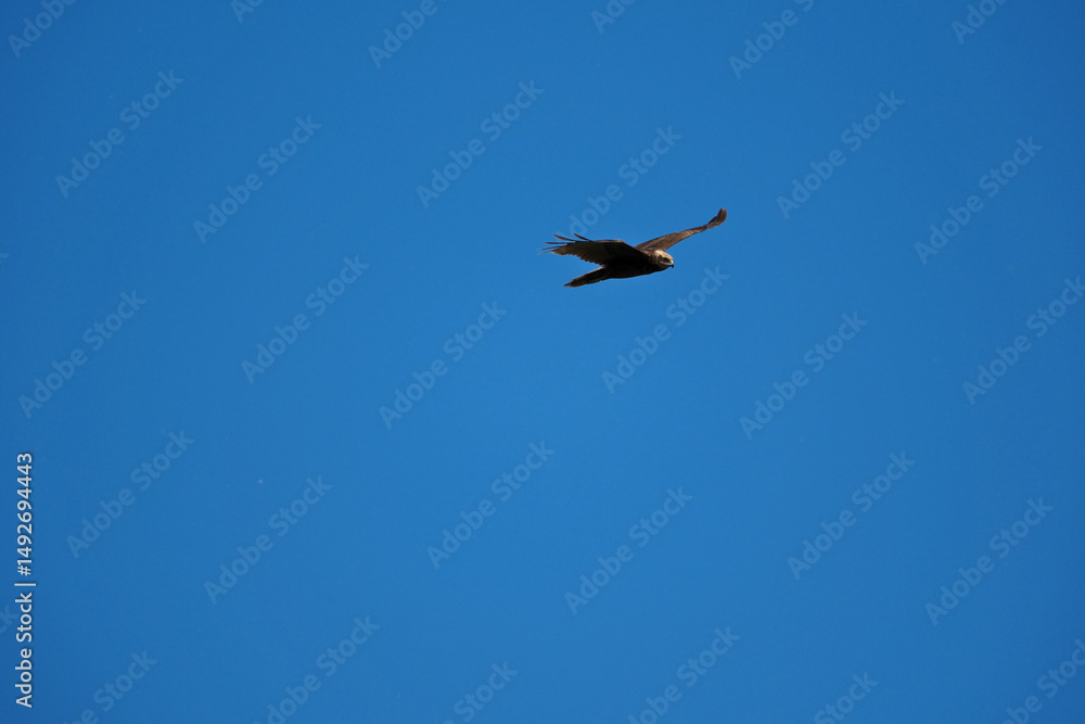 Obraz premium black kite flying in sky, bird in natural conditions