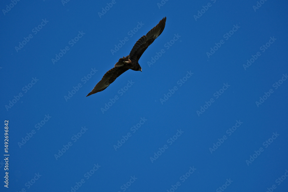 Obraz premium black kite flying in sky, bird in natural conditions