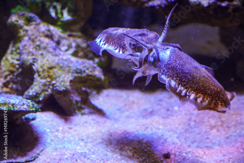 Cuttlefish squid in tank. Colorful squid swimming in dark aquarium water. Cuttlefish mating. Two male giant cuttlefish fighting for dominance to see who will mate. Close-up of squid. Sepia pharaonis
