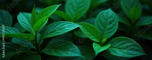 Deep emerald leaves contrast sharply against a night-like background Rich texture, intense color , dark, deep, organic