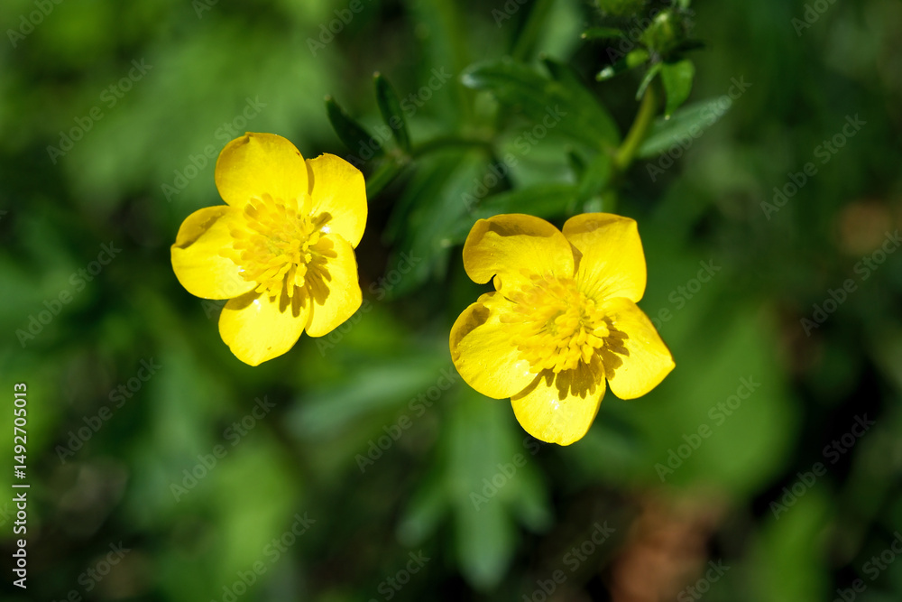 Yellow flowers in the garden, Flowers of buttercup (Carpathus acris) Yellow flowers in the garden, Flowers of buttercup (Carpathus acris)