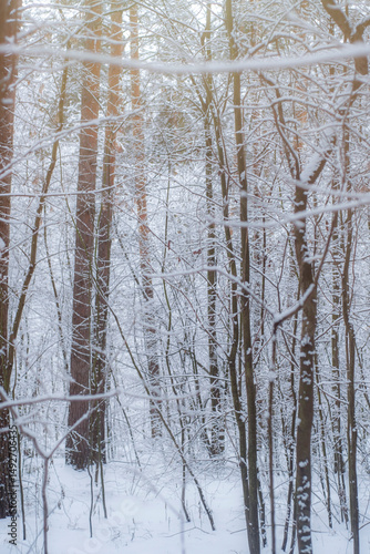 Bare tree trunks with thin branches covered with snow. Empty winter forest with bright sun in cold weather.