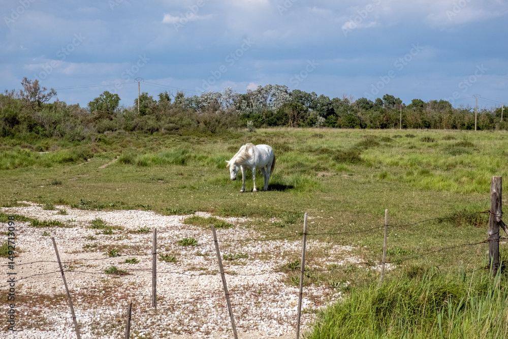 Fototapeta premium Horse, Camargue, France