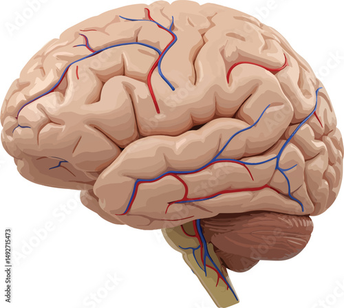 Human Brain with Arteries and Veins Detailed Anatomical Illustration