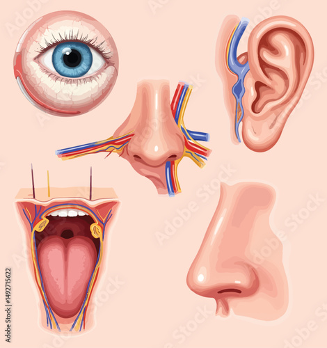 Sensory Organs of the Human Head Eye, Nose, Ear, Tongue