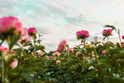 pink flowers in the field