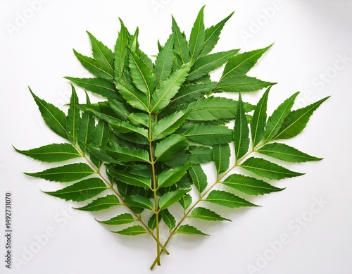fresh neem leaves on a white or white background