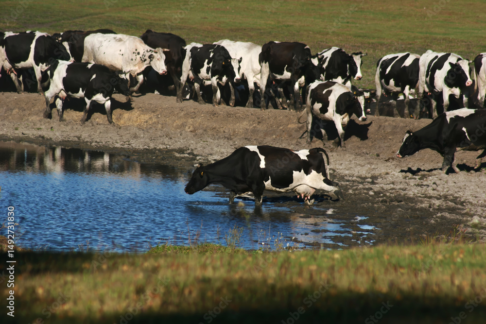 custom made wallpaper toronto digitalHerd of black and white cows drinking water from a pond in pasture