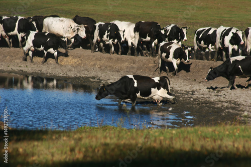 Wallpaper Mural Herd of black and white cows drinking water from a pond in pasture Torontodigital.ca