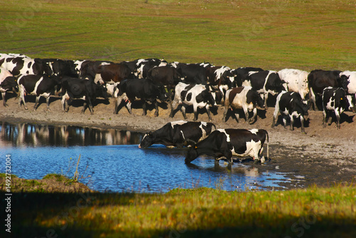 Wallpaper Mural Herd of cows drinking water at pond in pasture on sunny day Torontodigital.ca
