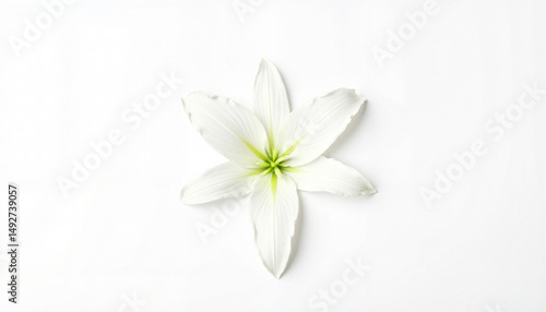 White lily flower on a clean white background  