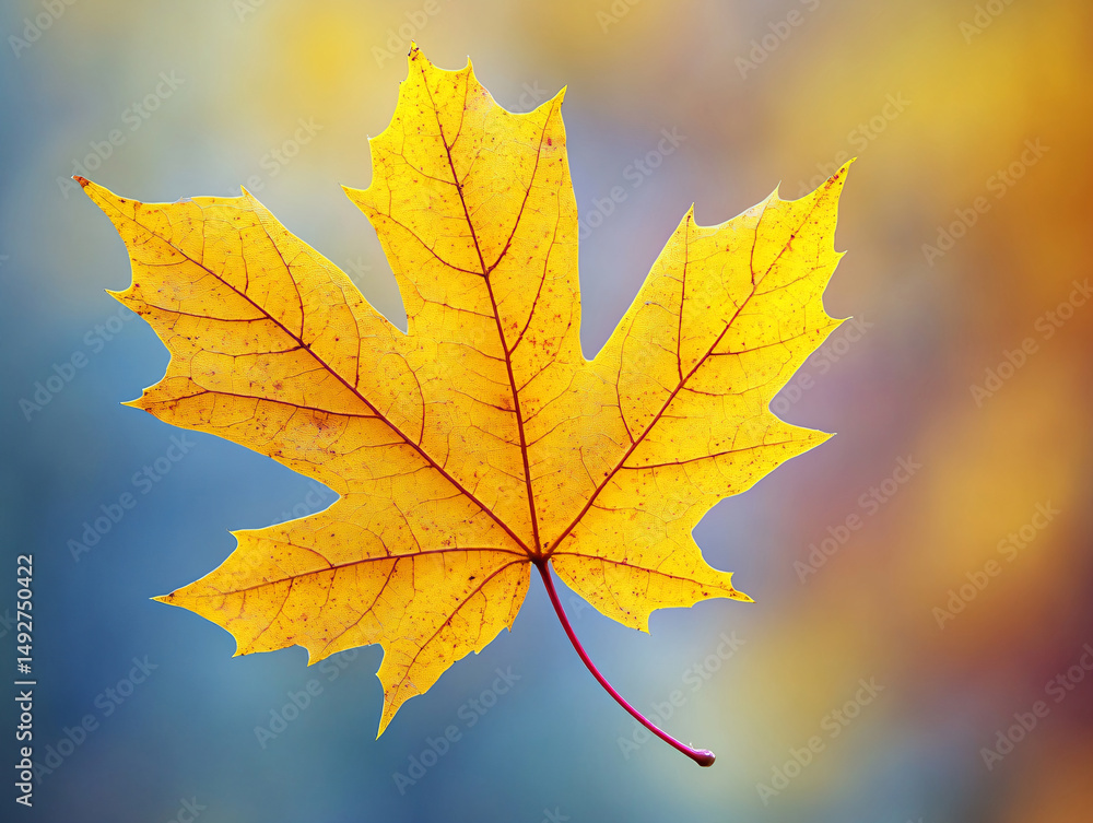 Beautiful maple leaves in the forest on a blurred background. Textured pattern of autumn foliage. Beautiful maple leaves in the forest on a blurred background. Textured pattern of autumn foliage.