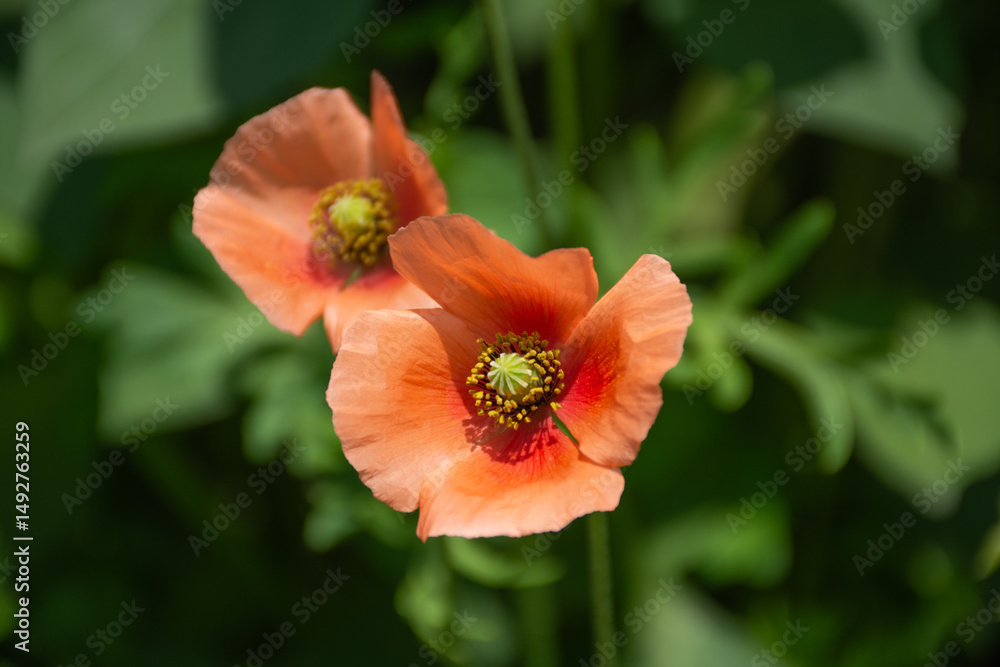 ナガミヒナゲシの花 ナガミヒナゲシの花