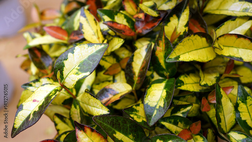 Trachelospermum Asiaticum Plant for Indoor Garden and Air Purification