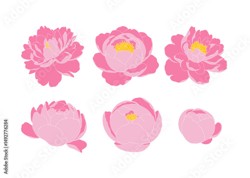 set of pink carnation flower isolated on white. hand drawn peony flower vector.
