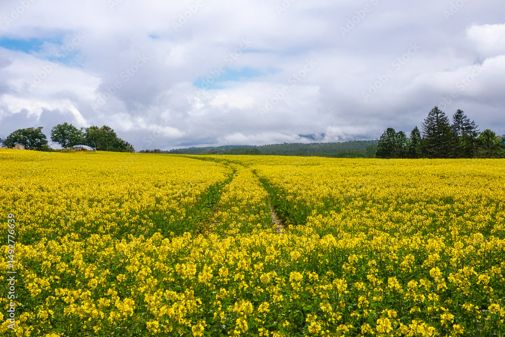 A blooming yellow rapeseed field under a bright sky with scattered clouds and trees lining the distant horizon in a peaceful rural setting. A blooming yellow rapeseed field under a bright sky with scattered clouds and trees lining the distant horizon in a peaceful rural setting.